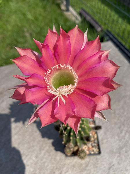 Echinopsis Hybr. rot/violett